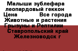 Малыши эублефара ( леопардовый геккон) › Цена ­ 1 500 - Все города Животные и растения » Грызуны и Рептилии   . Ставропольский край,Железноводск г.